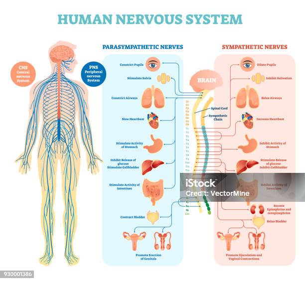 Menschlichen Nervensystem Medizinische Illustration Zeigerdiagramm Mit Sympathischen Und Parasympathischen Nerven Und Alle Mit Innere Organen Verbunden Stock Vektor Art und mehr Bilder von Menschliches Nervensystem