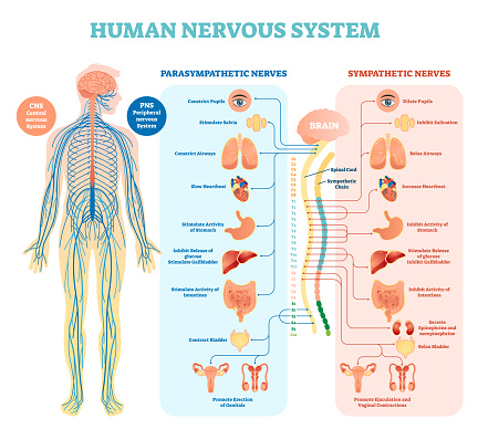 Human nervous system medical vector illustration diagram with parasympathetic and sympathetic nerves and all connected inner organs through brain and spinal cord. Educational information complete guide.