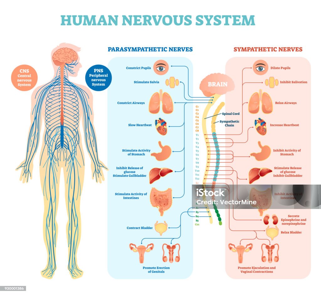 Human nervous system medical vector illustration diagram with parasympathetic and sympathetic nerves and all connected inner organs. Human nervous system medical vector illustration diagram with parasympathetic and sympathetic nerves and all connected inner organs through brain and spinal cord. Educational information complete guide. Human Nervous System stock vector