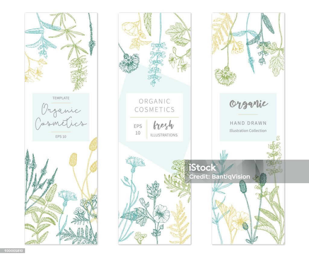 Vector floral templates. Vector hand drawn floral cards and banners. Elegant hand sketched flower drawing. Vintage hipster herb templates and flyers. Natural organic cosmetics packaging design. Backgrounds stock vector