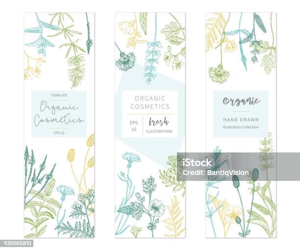 Vector Floral Templates Stock Illustration - Download Image Now - Backgrounds, Flower, Herbal Medicine