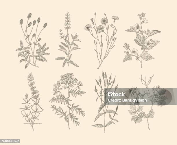 Vector Medicinal Herbs Stock Illustration - Download Image Now - Wildflower, Flower, Retro Style