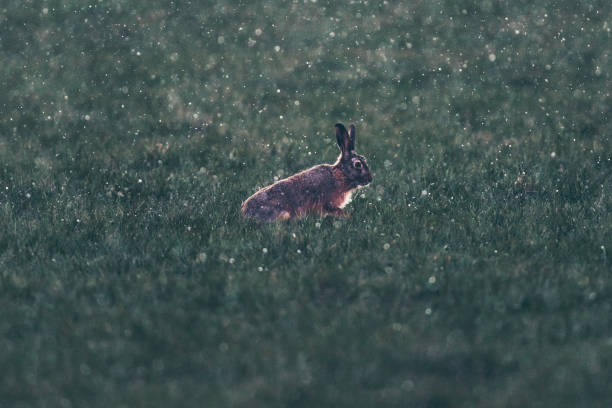 istock European hare (Lepus europaeus) sitting in field during snowstorm. Backlit by low sunlight. 930012208