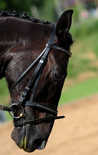 cabeza de caballo rappe - angestrengt fotografías e imágenes de stock