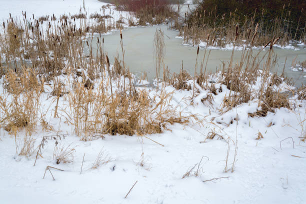 istock Dried grass and cattails covered with snow near a frozen stream 930014912