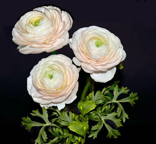Beautiful bouquet of pale-pink ranunculus flowers with green leaves close up,  isolated on black background - elegant detail for your floral design