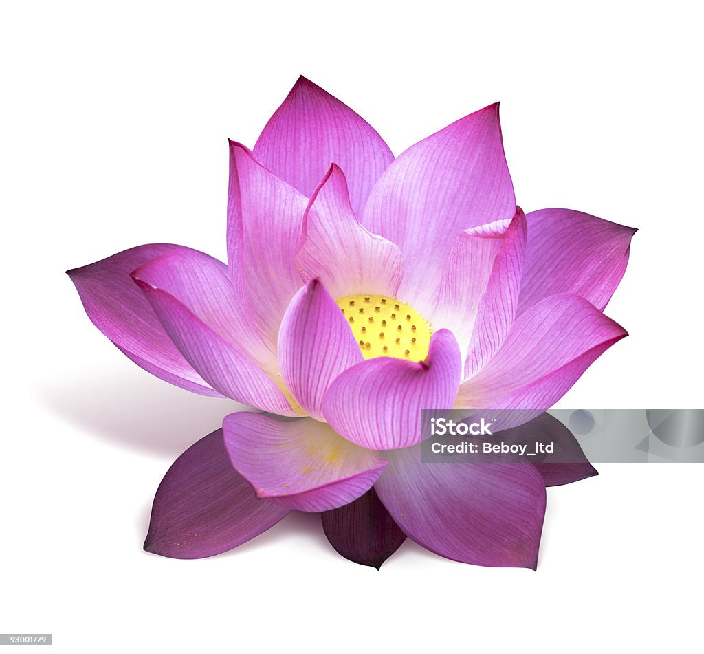 Lotus flower  Aquatic Organism Stock Photo