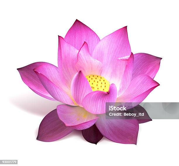 Lotus Flower Stock Photo - Download Image Now - Aquatic Organism, Blossom, Color Image