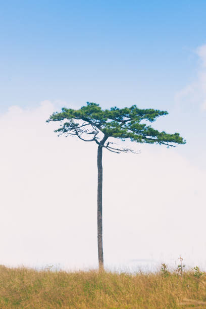 istock Pine tree and meadow in Phu Soi Dao, Thailand. 930021200
