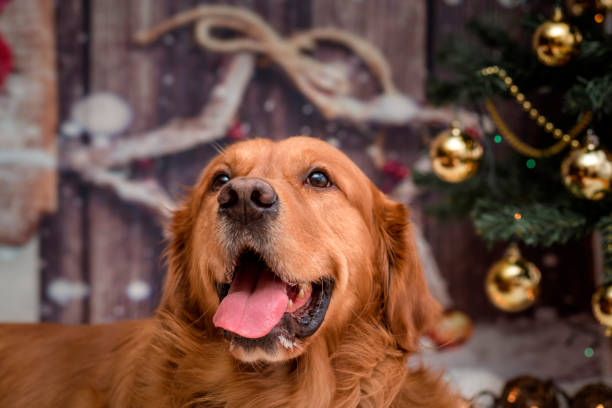 istock golden retriever dog 930022136
