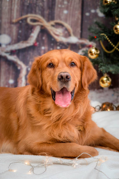 istock golden retriever dog 930022154