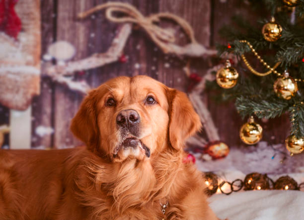 istock golden retriever dog 930022214