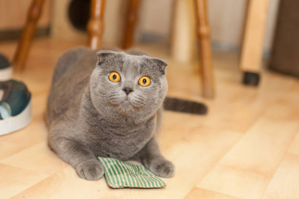istock gray british shorthair cat 930023000