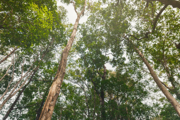 istock Upward view of tree in the forest Phu Soi Dao, Thailand. 930023450