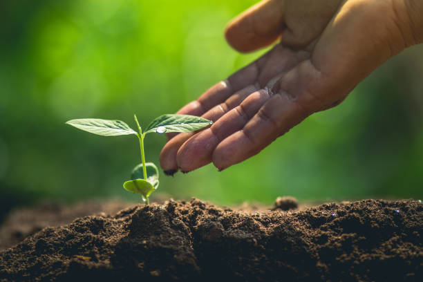 istock Growth,Young tree plant a tree Watering a tree in nature light and background 930025832