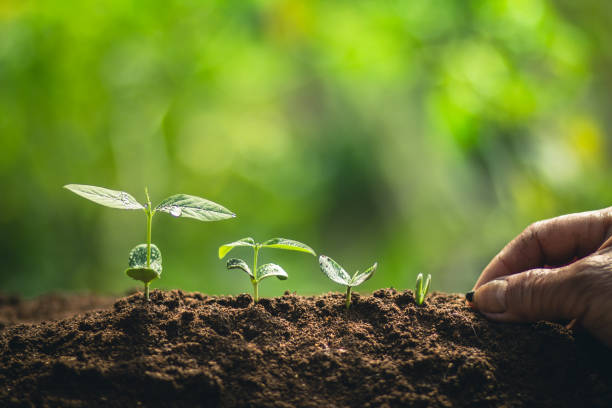 istock Growth,Young tree plant a tree Watering a tree in nature light and background 930026022