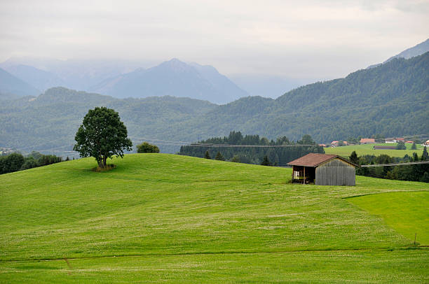 baum und scheune - alm bavaria mountain summer stock-fotos und bilder