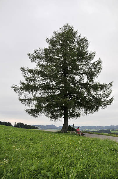 baum mit frau - alm bavaria mountain summer stock-fotos und bilder