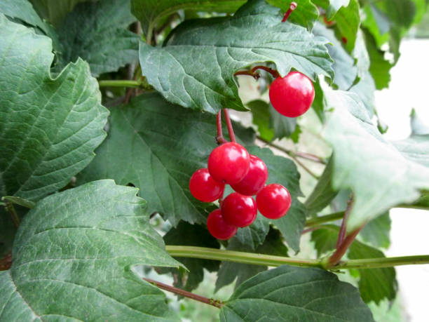 vermelhos frutos verdes dos viburnum opulus entre folhas verdes suculentas - viburnum - fotografias e filmes do acervo