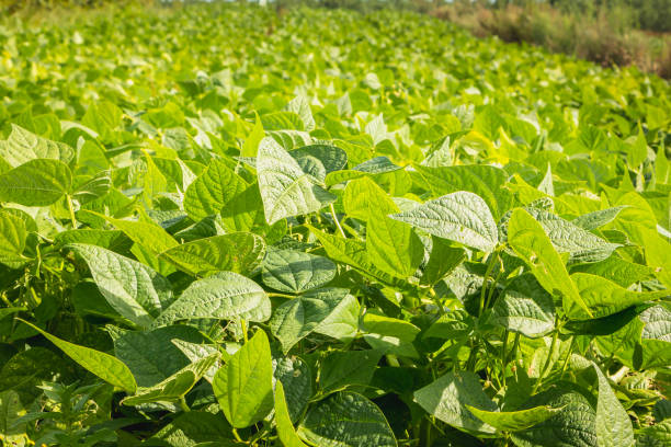 istock growing organic green bean seedlings in a field 930033346