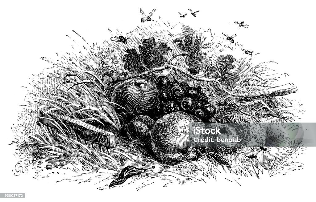 Insects and fruits in the garden Insects and fruits in the garden - Scanned 1875 Engraving 19th Century stock illustration