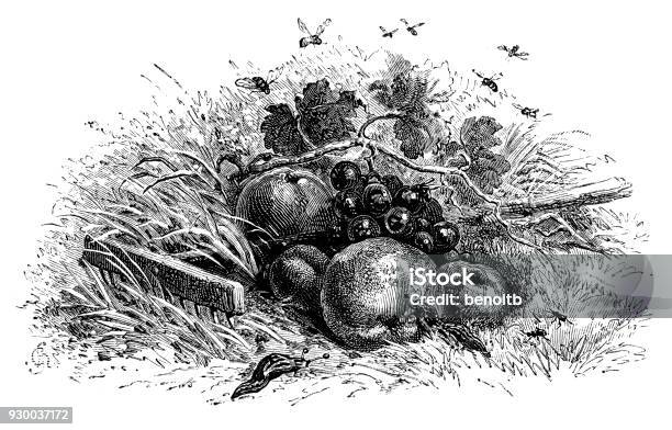 Insects And Fruits In The Garden Stock Illustration - Download Image Now - 19th Century, 19th Century Style, Animal