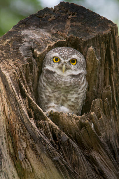istock Lovely Bird, Spotted owlet,Athene brama 930038252