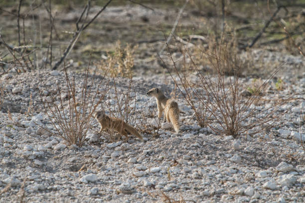 Suricate to feed her baby. Etosha Namibia.