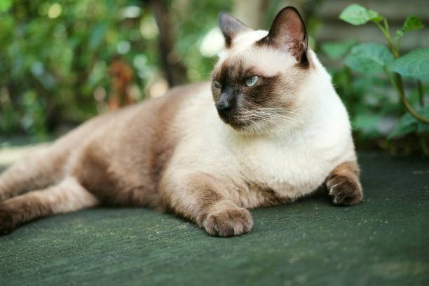 istock Thailand Cat lethargic.Siam cat sit on cement floor. Cat sit on white floor 930038728