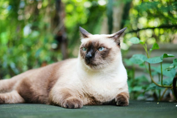istock Thailand Cat lethargic.Siam cat sit on cement floor. Cat sit on white floor 930038734