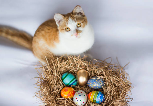 istock Easter colorful eggs in the nest and a ginger cat on white background. 930038772