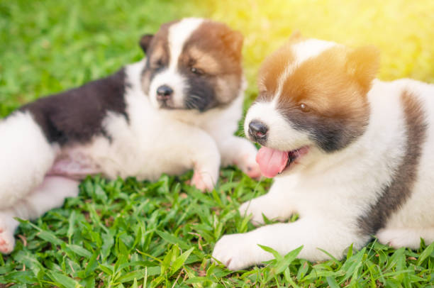 istock Dog bangkaew playing in morning grass field 930039074