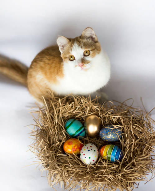 istock Easter colorful eggs in the nest and a ginger cat on white background. 930039092