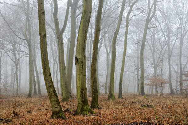 istock Foggy Forest of Beech Trees in Winter 930042168
