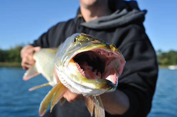 istock Large Toothy Fish wiht Mouth Open 93004432