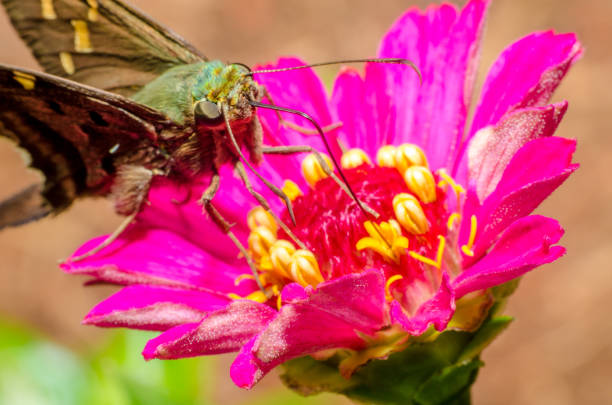istock wonderful and mysterious macro world 930046958