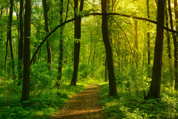 istock Footpath through Sunny Green Forest, Bent Tree Creates a Natural Arch 930047402