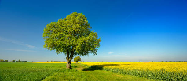 istock Lime Trees along Farm Track through endless Fields of Rapeseed and Wheat under Blue Sky 930050698