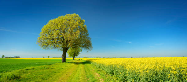 árboles de cal a lo largo de la pista agrícola a través de campos de colza y trigo bajo el cielo azul de primavera - barley grass crop field fotografías e imágenes de stock