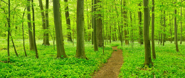 istock Winding Footpath through Lush Green Forest of Beech Trees in Spring, wild garlic in bloom 930055204