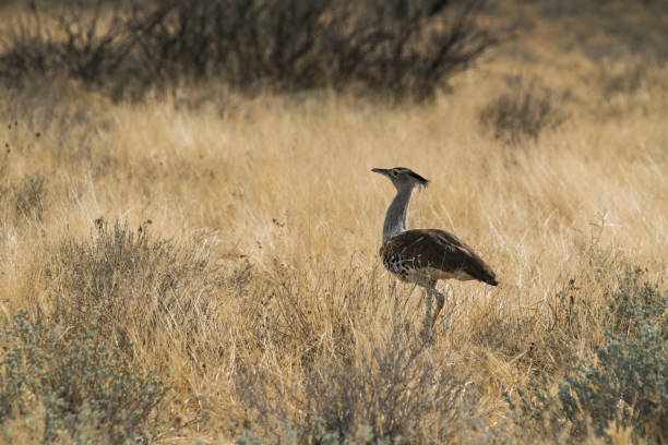 istock large bird species known for Kori Bustard walking in namibia etosha pan. 930055384