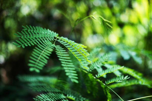 istock Acacia pennata Green leaf texture is a medicinal herb that helps relieve flatulence 930055400