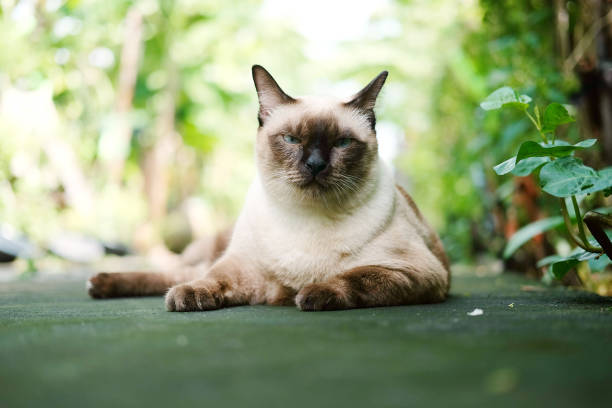 istock Thailand Cat lethargic.Siam cat sit on cement floor. Cat sit on white floor 930055428