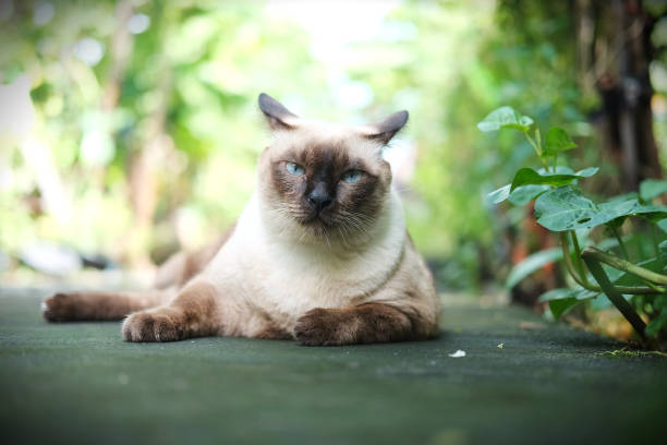 istock Thailand Cat lethargic.Siam cat sit on cement floor. Cat sit on white floor 930057594