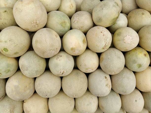 istock Melon fruits after harvest 930057944