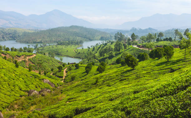 istock Tea plantation in Kannan Devan Hills, Munnar, Kerala, India. 930058252