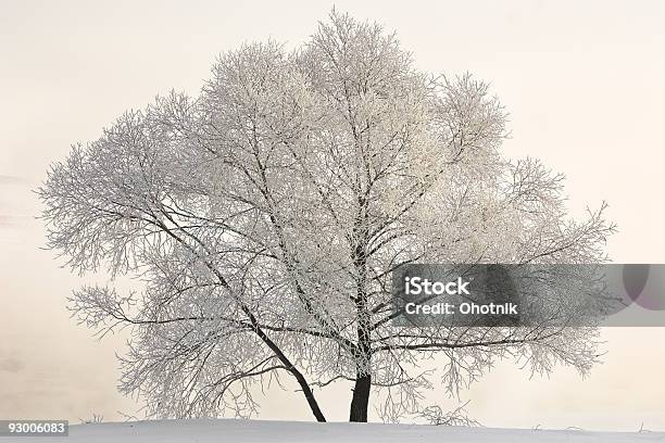 Photo libre de droit de Paysage Hivernal banque d'images et plus d'images libres de droit de Arbre - Arbre, Blanc, Blizzard