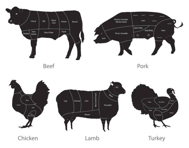 illustrazioni stock, clip art, cartoni animati e icone di tendenza di tagli di carne - cute cow vector animal