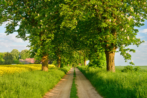 Tree lined Farm Road through Fields in Spring, Horse Chestnut Trees in Full Bloom