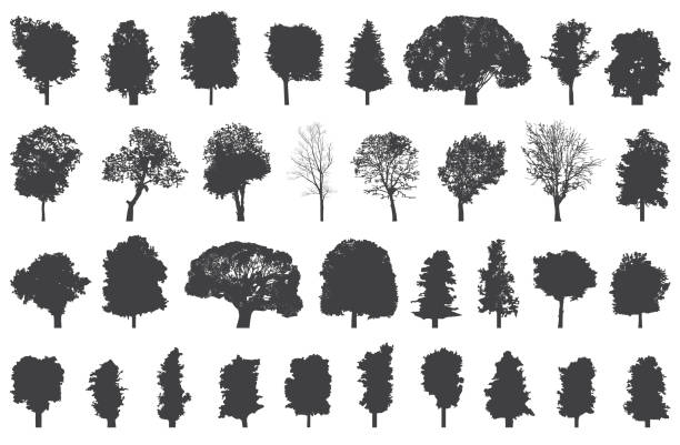 set of isolated trees silhouettes set of isolated trees silhouettes cottonwood tree stock illustrations